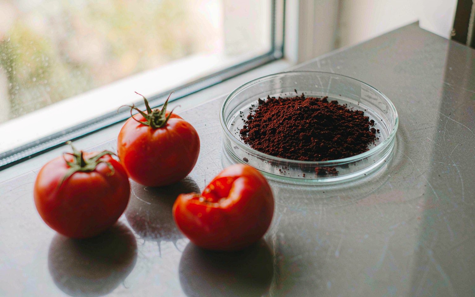 Dark red lycopene powder in a small glass dish beside three ripe red tomatoes on a laboratory bench